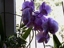 allerlei und orchideen 009_640x480.jpg