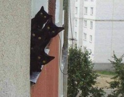 blackcats.jpg