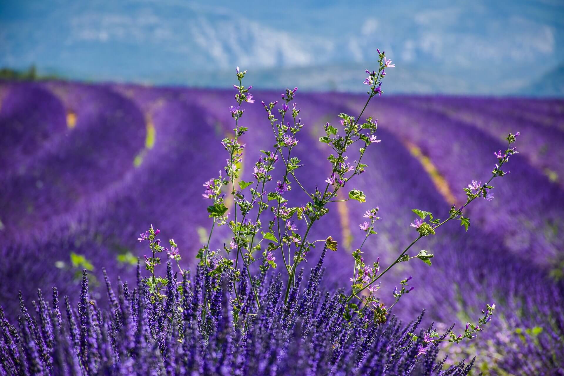 Provence