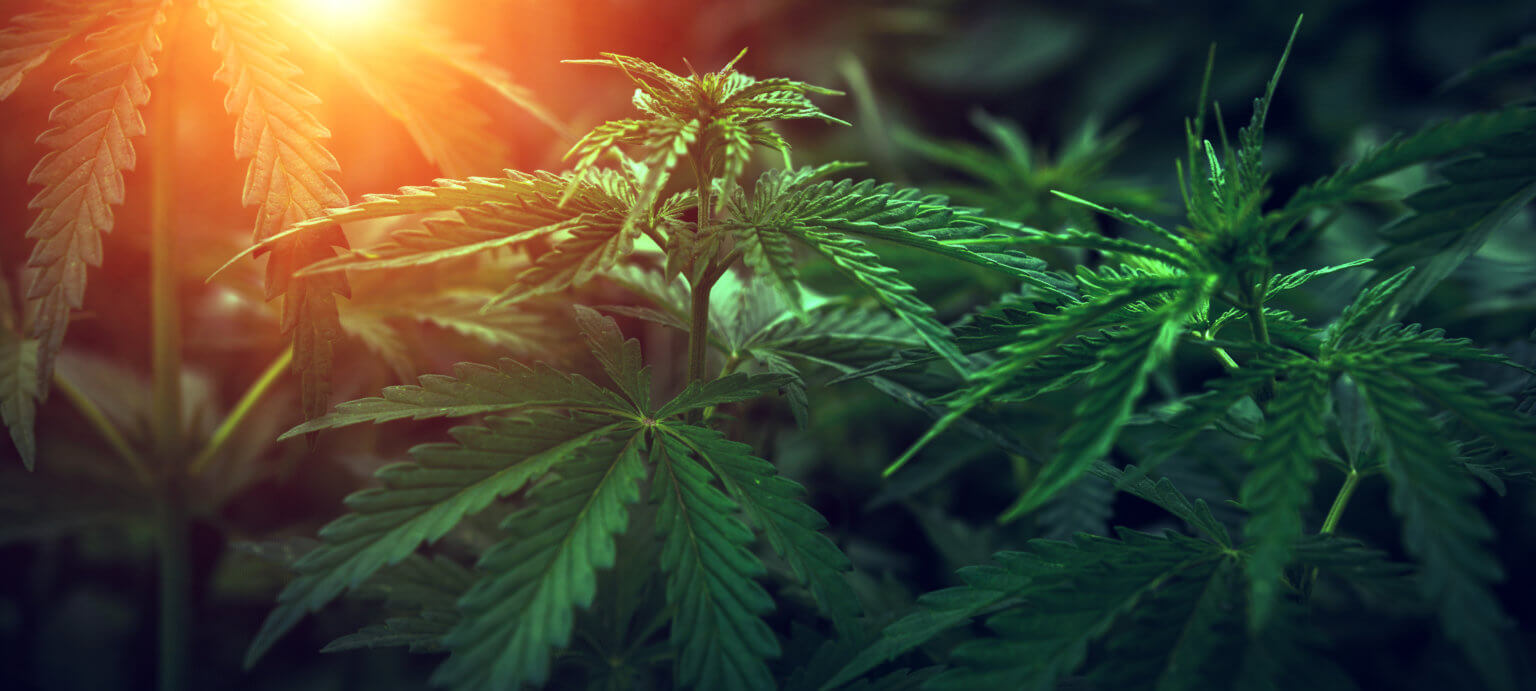 CBD Bei Kindern Als Hilfe Bei Epilepsie Und ADHD Ratgeber Gesundheit 