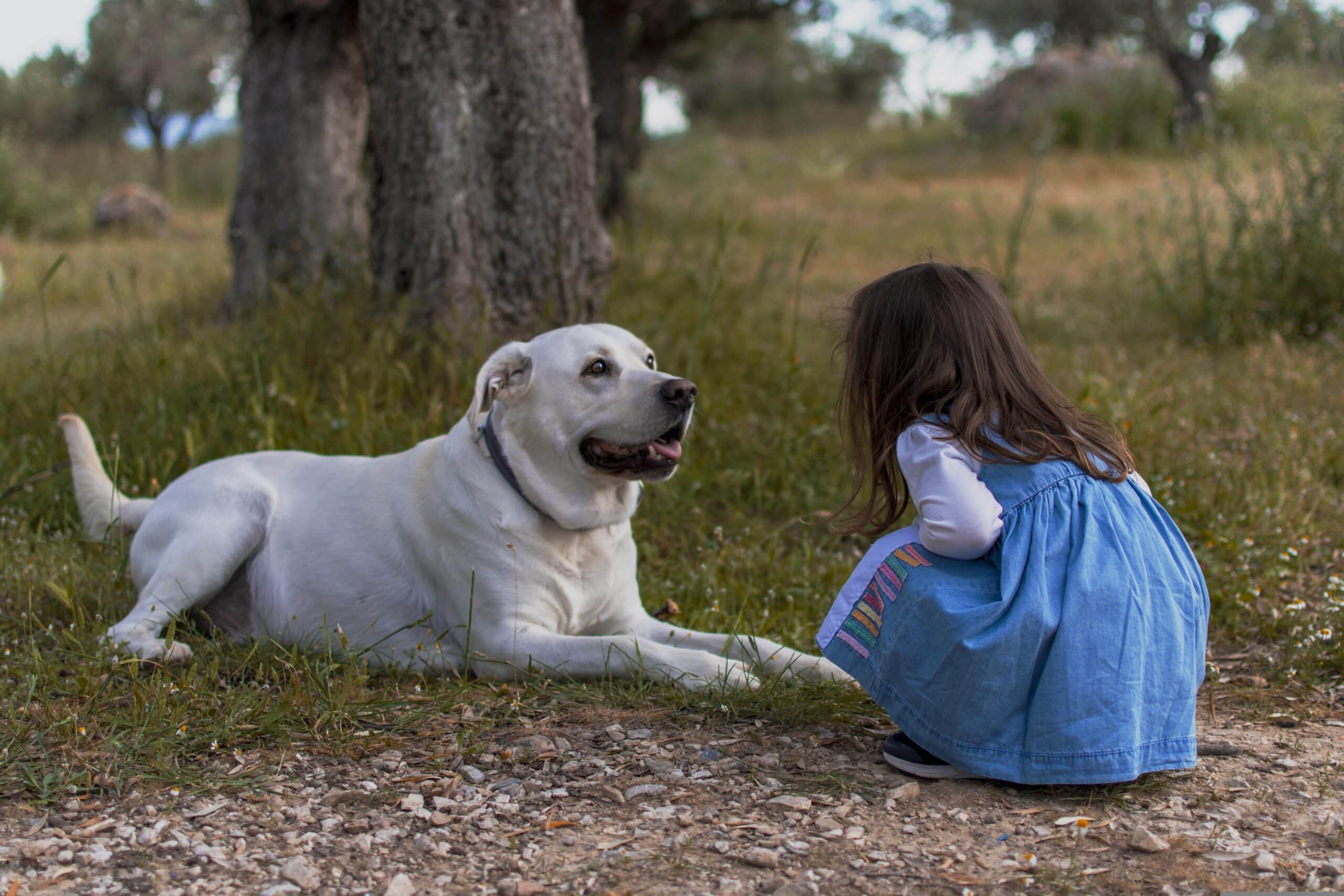 Den Hund an Kinder gewöhnen