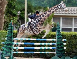 giraffe_jumping.jpg