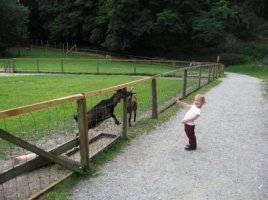 WildparkOrtenburg_20080709_40klein.jpg