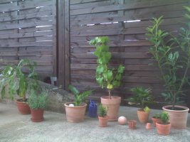 garten 006.jpg