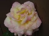 070822 Rose.jpg