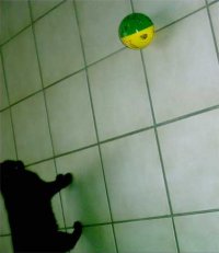katzenspielzeug1.jpg