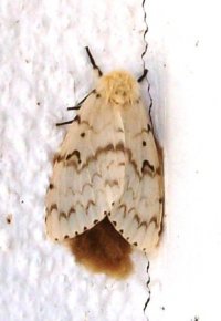 0907 unser Schmetterling.jpg