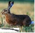 hasegewehr.jpg