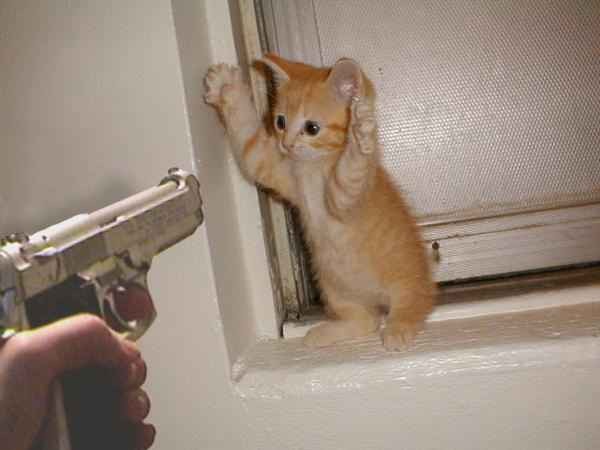 katze.jpg