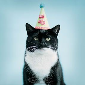 birthday_cat-1.jpg